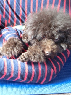 20170128 RAINDOGS CAFE