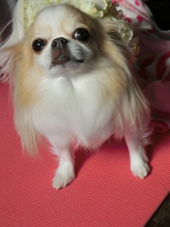 20170128 RAINDOGS CAFE