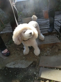 20170128 RAINDOGS CAFE