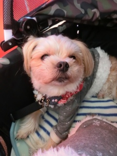 20170201 �A�C�g�[���J�t�F