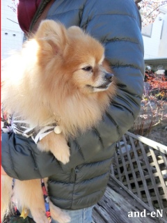 20170212 RAINDOGS CAFE