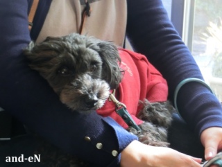 20170212 RAINDOGS CAFE