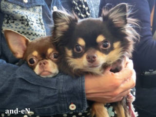 20170212 RAINDOGS CAFE