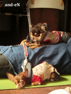 20170212 RAINDOGS CAFE