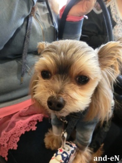 20170218 RAINDOGS CAFE