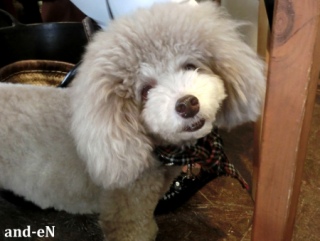 20170218 RAINDOGS CAFE