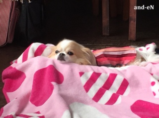 20170218 RAINDOGS CAFE