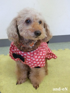 20170226�y�b�g�X�e�[�V�����v�`�m