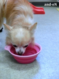 20170226�y�b�g�X�e�[�V�����v�`�m