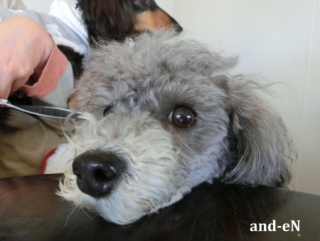 20170311 RAINDOGS CAFE