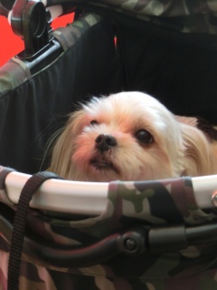 20171004 �A�C�g�[���J�t�F