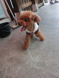 20171004 �A�C�g�[���J�t�F