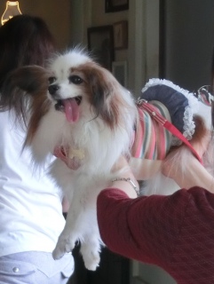 20171008 RAINDOGS CAFE