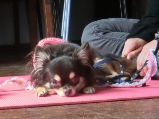 20171008 RAINDOGS CAFE