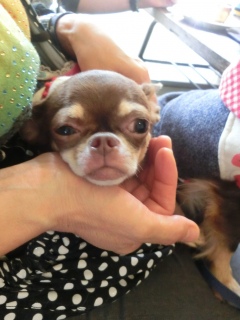 20171008 RAINDOGS CAFE