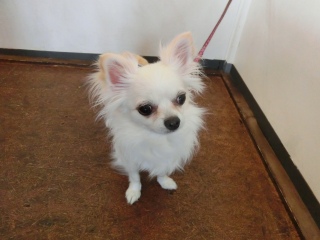 20171008 RAINDOGS CAFE