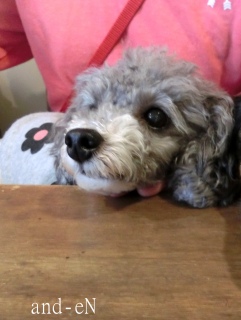 20171021 RAINDOGS CAFE