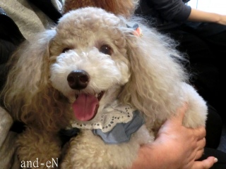 20171021 RAINDOGS CAFE