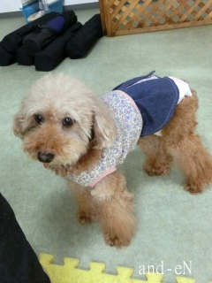 20171022�y�b�g�X�e�[�V�����v�`�m